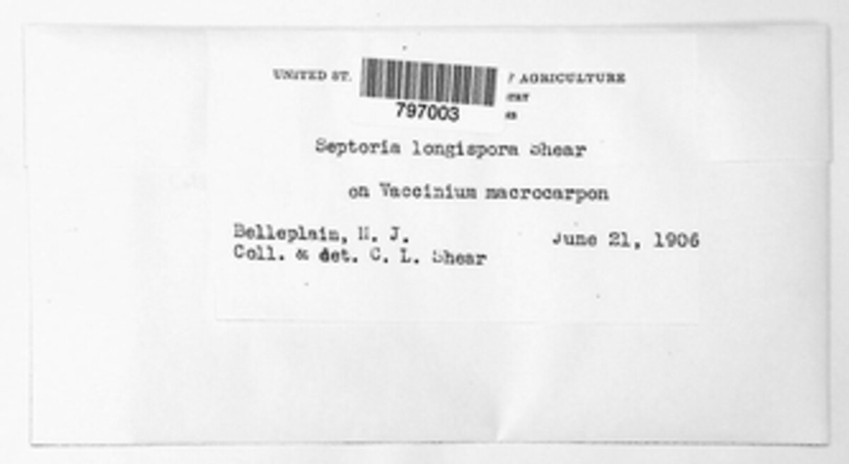 Phaeoseptoria longispora image